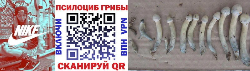 Псилоцибиновые грибы GOLDEN TEACHER  как найти закладки  мега маркетплейс  Поворино 